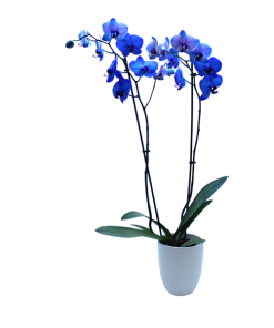 orquíeda azul