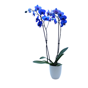 orquíeda azul