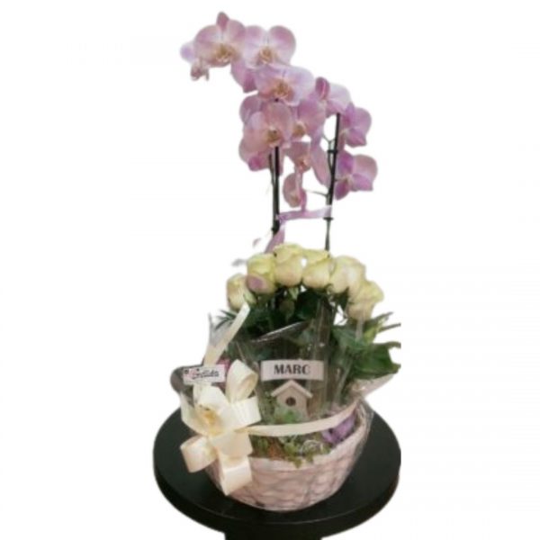 orquídea lila
