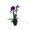 orquídea mini