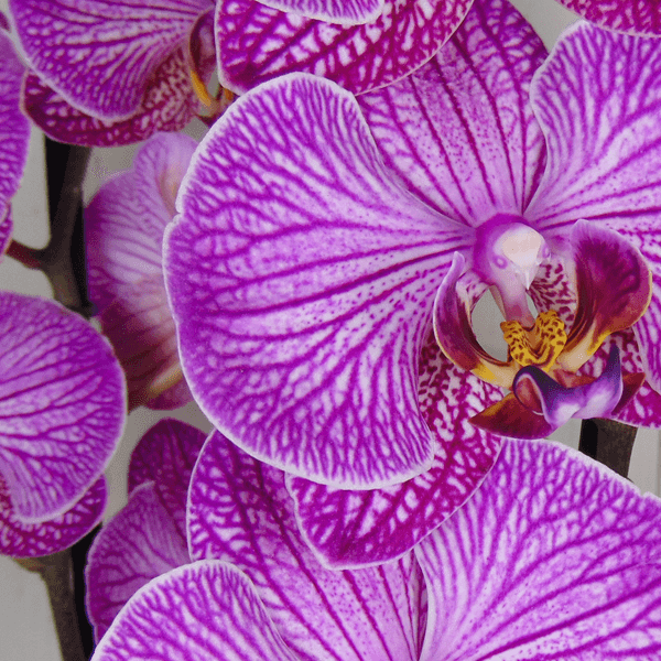 orquídea mini