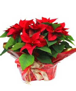 composición flor de pascua