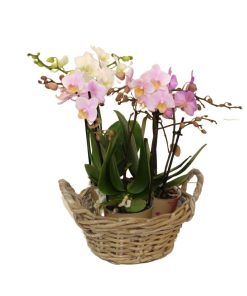 cesta orquídeas minis