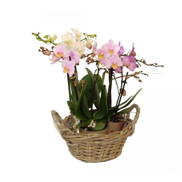 cesta orquídeas minis