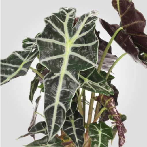 alocasia