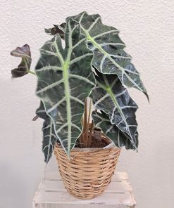 alocasia