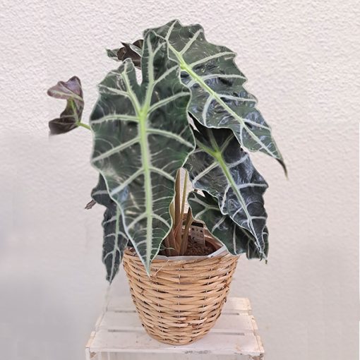 alocasia