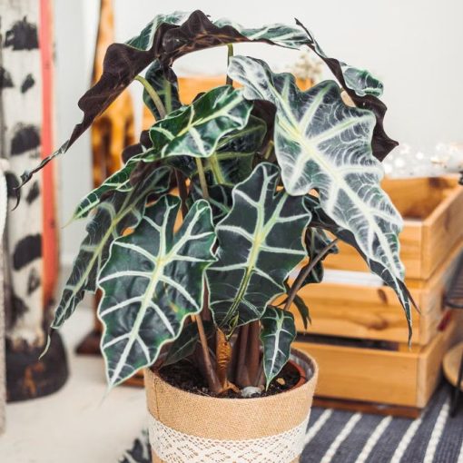 Alocasia