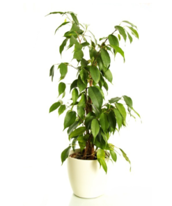 Ficus benjamina