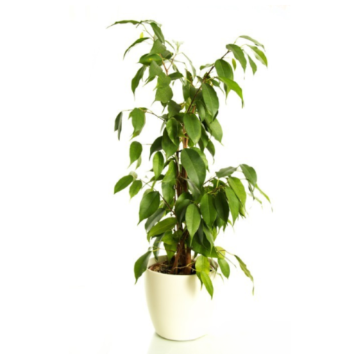 Ficus benjamina