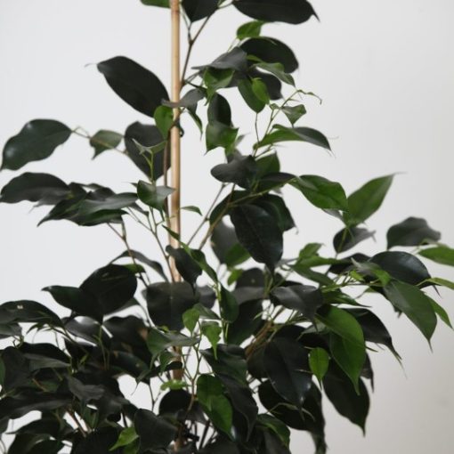 Ficus benjamina