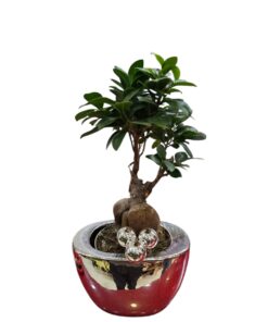 Ginsen con macetero navideño