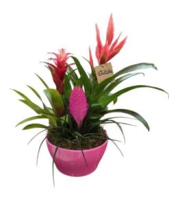 Composición de Bromelias Tropicales